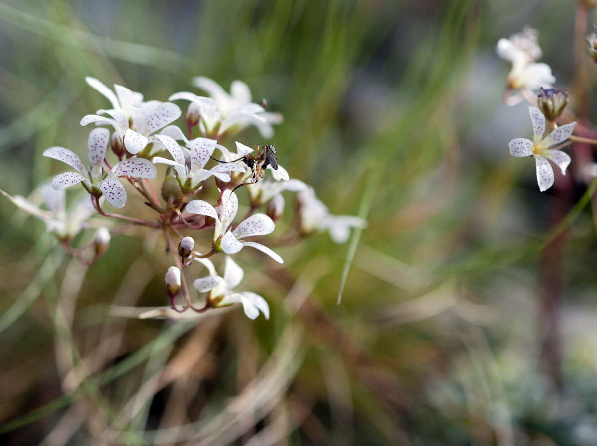 Saxifraga cochlearis